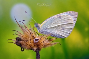 Klein koolwitje - Pieris rapae