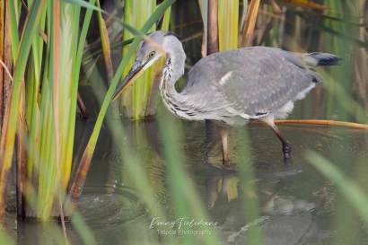 Blauwe-Reiger - Ardea-cinerea