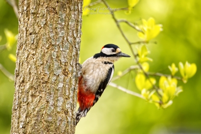 Grote Bonte Specht - Dendrocopos major