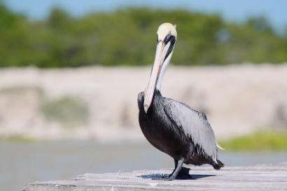 Bruine pelikaan - Pelecanus occidentalis