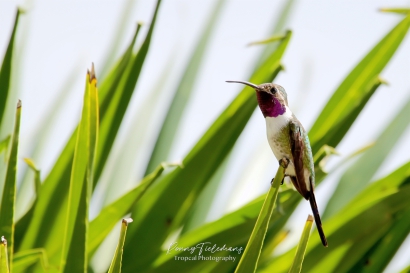 Robijnkeelkolibrie ♂ - Archilochus colubris