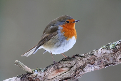 Roodborst - Erithacus rubecula