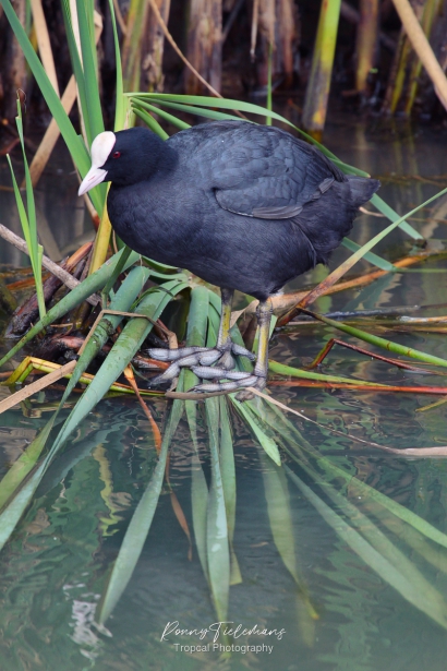 Meerkoet - Fulica-atra