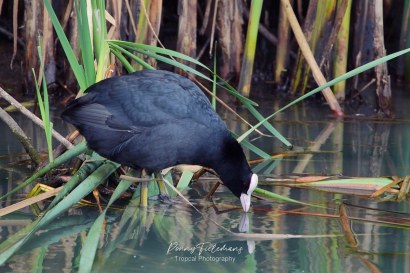 Meerkoet - Fulica-atra