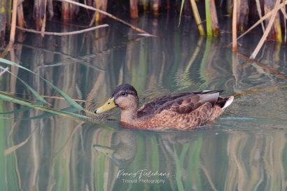 Wilde-Eend - Anas-platyrhynchos