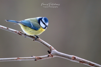 Pimpelmees - Cyanistes-caeruleus vroeger Parus-caeruleus