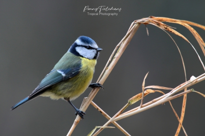 Pimpelmees - Cyanistes-caeruleus vroeger Parus-caeruleus