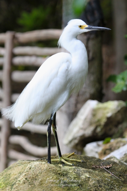 Amerikaanse kleine zilverreiger - Egretta thula