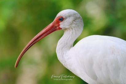 Witte Ibis - Eudocimus albus