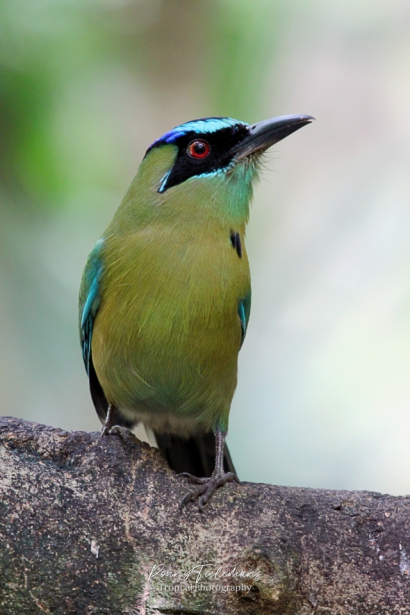 Blauwkruinmotmot - Momotus coeruliceps