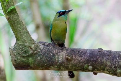 Blauwkruinmotmot - Momotus coeruliceps