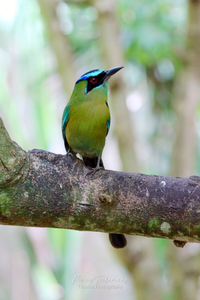 Blauwkruinmotmot - Momotus coeruliceps