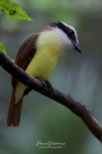 Grote kiskadie - Pitangus sulphuratus