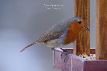 Roodborstje - Erithacus-rubecula