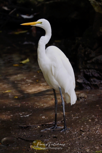 Grote Zilverreiger - Ardea alba egretta