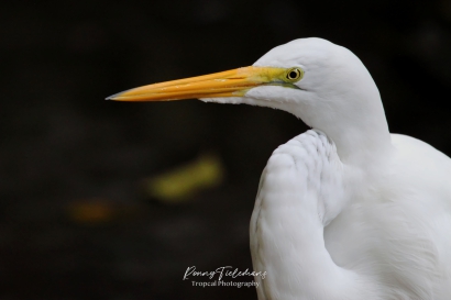 Grote Zilverreiger - Ardea alba egretta