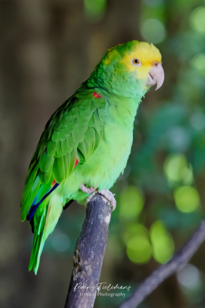 Geelvoorhoofdamazone  -Amazona-ochrocephala