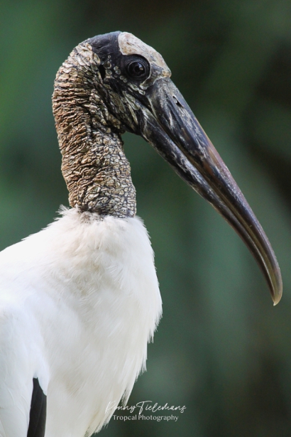 Zwartkopibis - Threskiornis melanocephalus