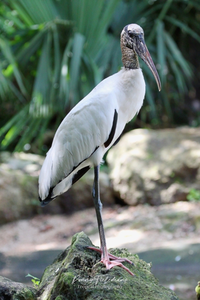 Zwartkopibis - Threskiornis melanocephalus