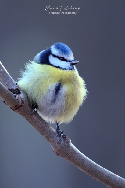 Pimpelmees - Cyanistes-caeruleus vroeger Parus-caeruleus