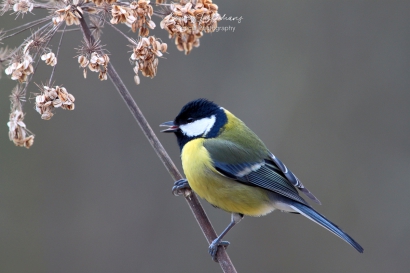 Koolmees - Parus-major