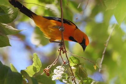 Vlekborsttroepiaal - Icterus pectoralis pectoralis