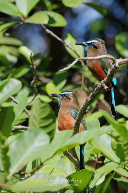 Turkoois wenkbrauwmotmot - Eumomota superciliosa