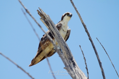 Visarend - Pandion haliaetus