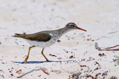 Amerikaanse oeverloper - Actitis macularius