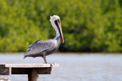 Bruine pelikaan - Pelecanus occidentalis