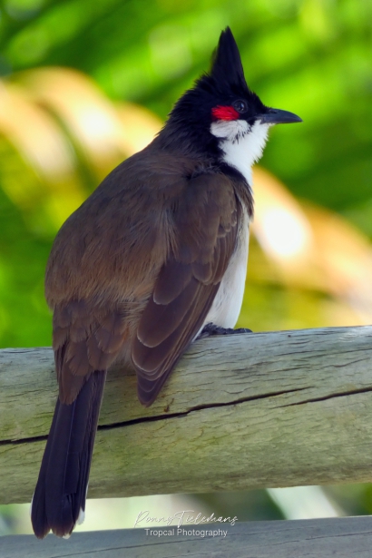 Roodoorbuulbuul (Pycnonotus jocosus)