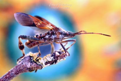 Bladpootrandwants - Leptoglossus-occidentalis