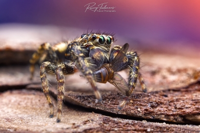 Schorsmarpissa - Marpissa muscosa