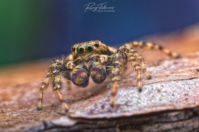 Schorsmarpissa - Marpissa muscosa