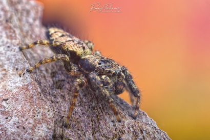 Schorsmarpissa - Marpissa muscosa