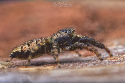Schorsmarpissa - Marpissa muscosa