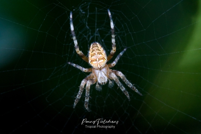 Kruisspin - Araneus-diadematus