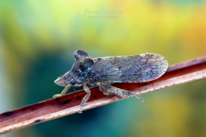 Oorcicade - Ledra-aurita