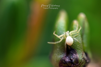 Gewone-kameleonspin - Misumena-vatia (Juveniel)