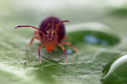 Dicyrtomina-ornata