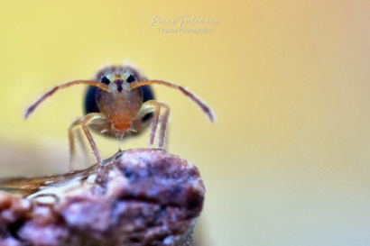 Dicyrtomina-saundersi