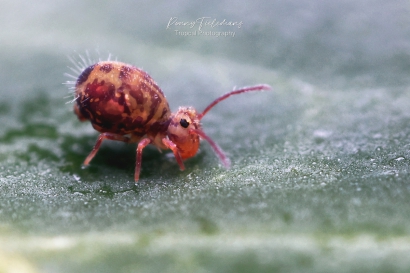 Dicyrtomina-ornata