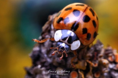 Aziatisch-lieveheersbeestje - Harmonia-axyridis