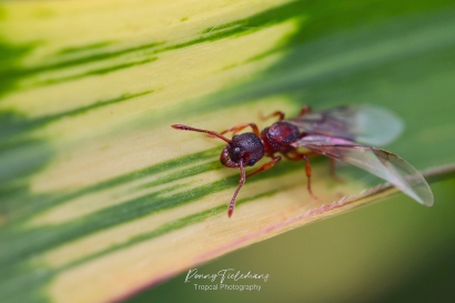 Zandsteekmier - Myrmica-sabuleti