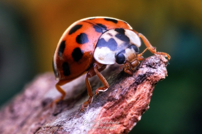 Veelstippig-Aziatisch-lieveheersbeestje - Harmonia-axyridis-f.-succinea