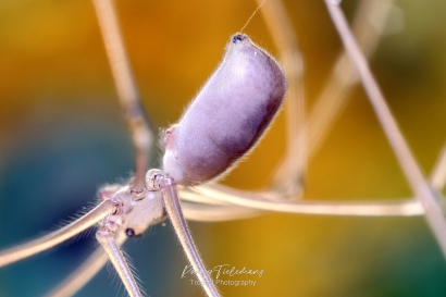 Grote-trilspin - Pholcus-phalangioides