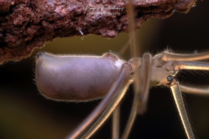 Grote-trilspin - Pholcus-phalangioides