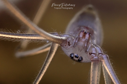 Grote-trilspin - Pholcus-phalangioides