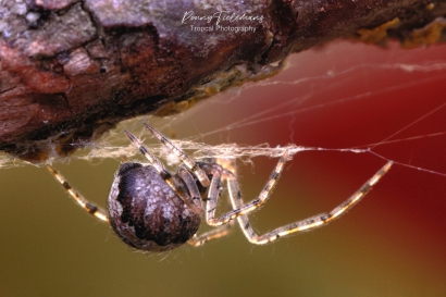 Kogelspin-onbekend - Theridion-spec.