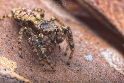 Schorsmarpissa - Marpissa muscosa